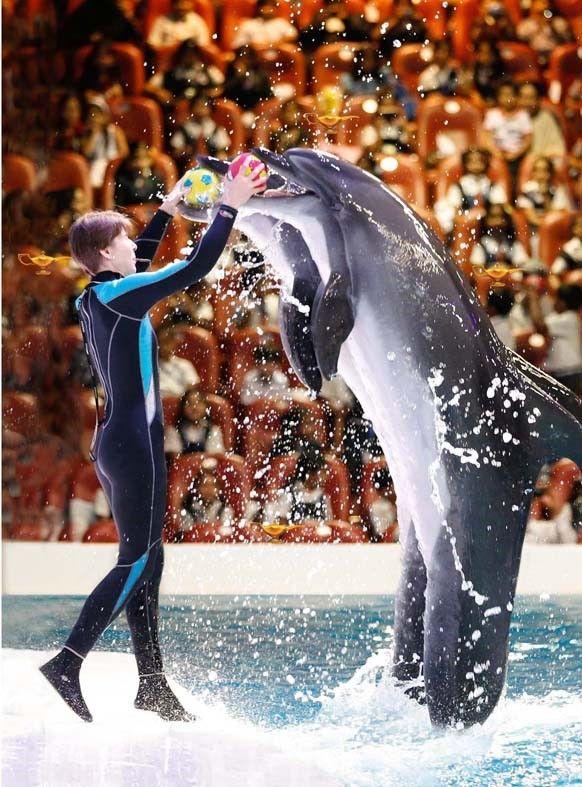 dolphin seal show